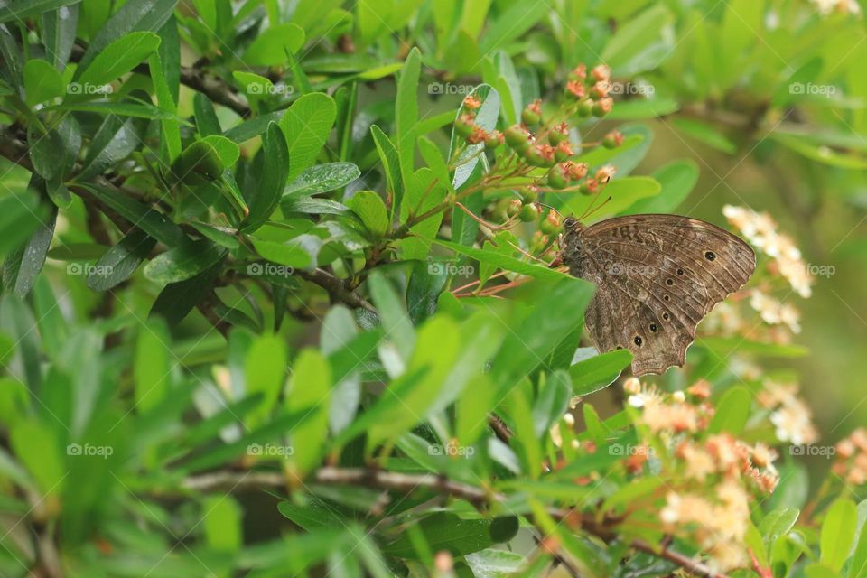 Beautiful and cute butterfly