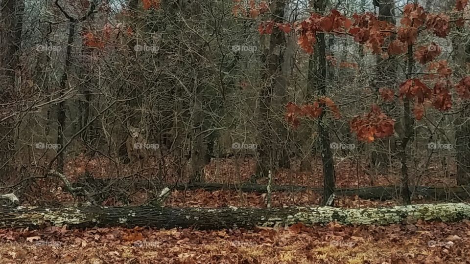 Woodland view with deer