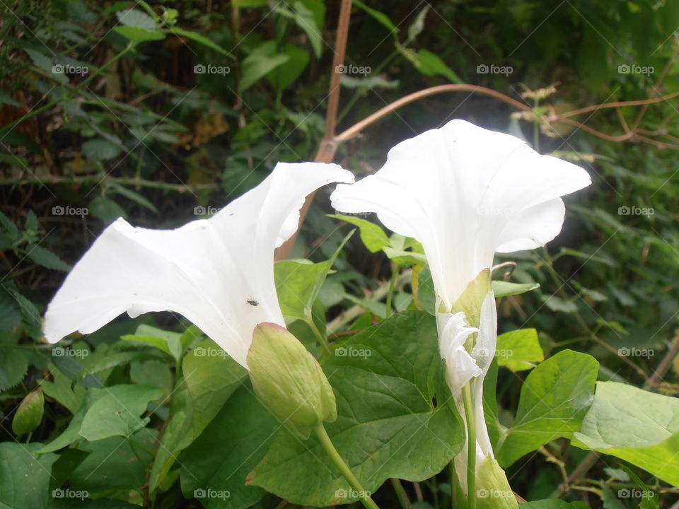 White Bindweed Flowers