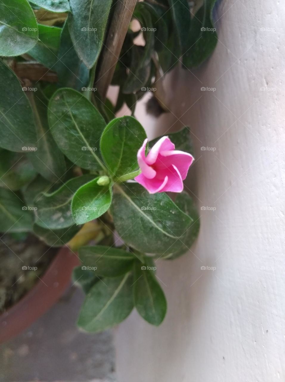 periwinkle pink flower fresh seasonal looking very beautiful generally found everywhere fresh seasonal