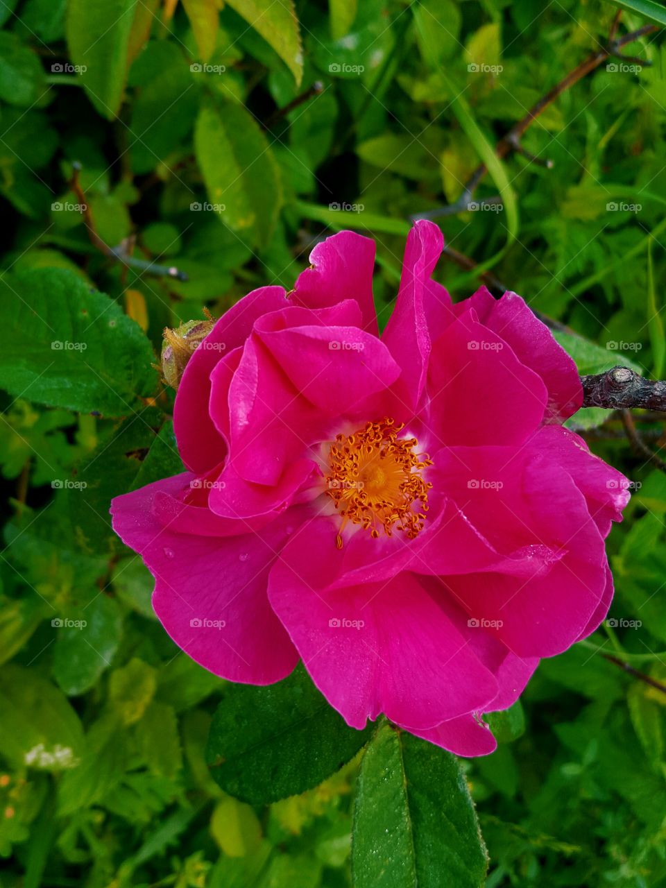 wild rose beauty