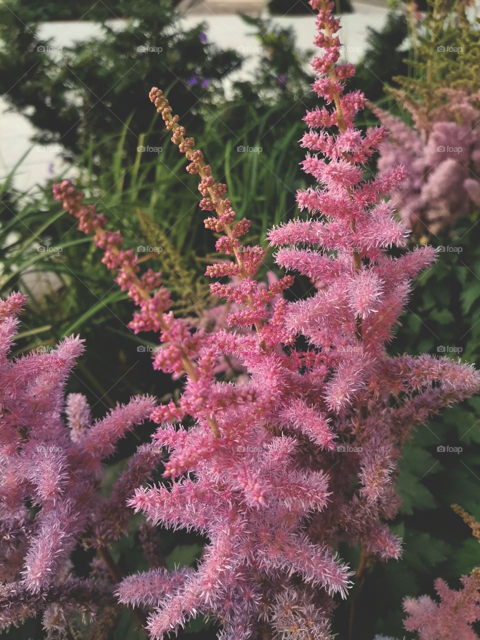 ◌  🌸  Astilbe Pink Flowers Blooming
◌  💕  Summer Time
◌  😻  Beautiful Nature Photography To Enjoy Watching