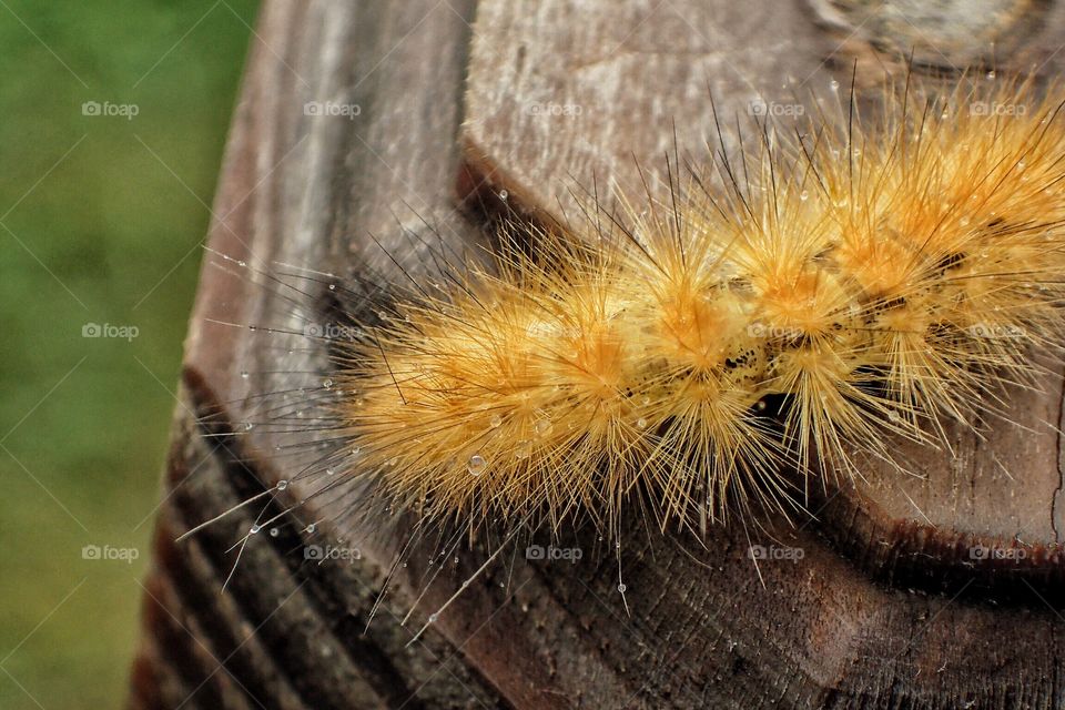 Tiger Moth Caterpillar with beads of water 