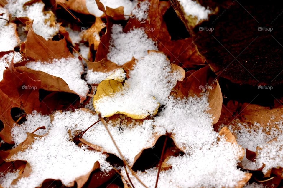 Snow covered leaves in the forest