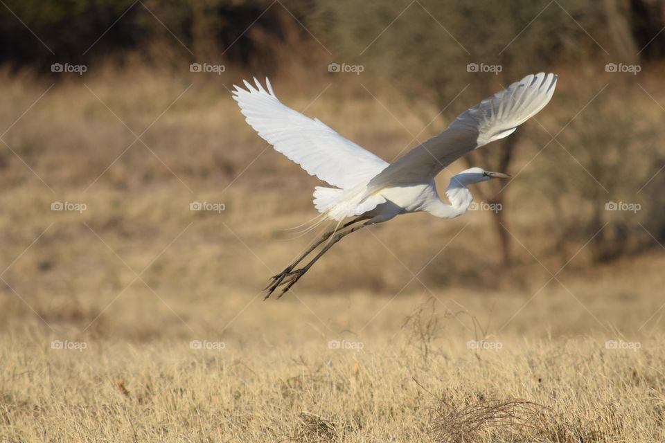 Egret taking off from grass