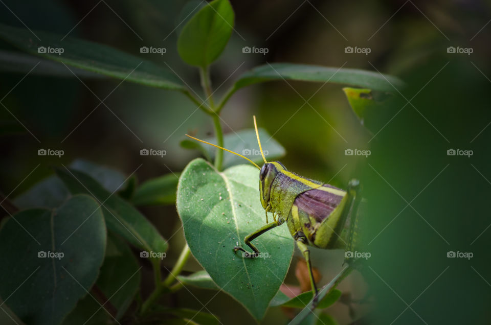 hidden in plain sight. found grasshopper on walk