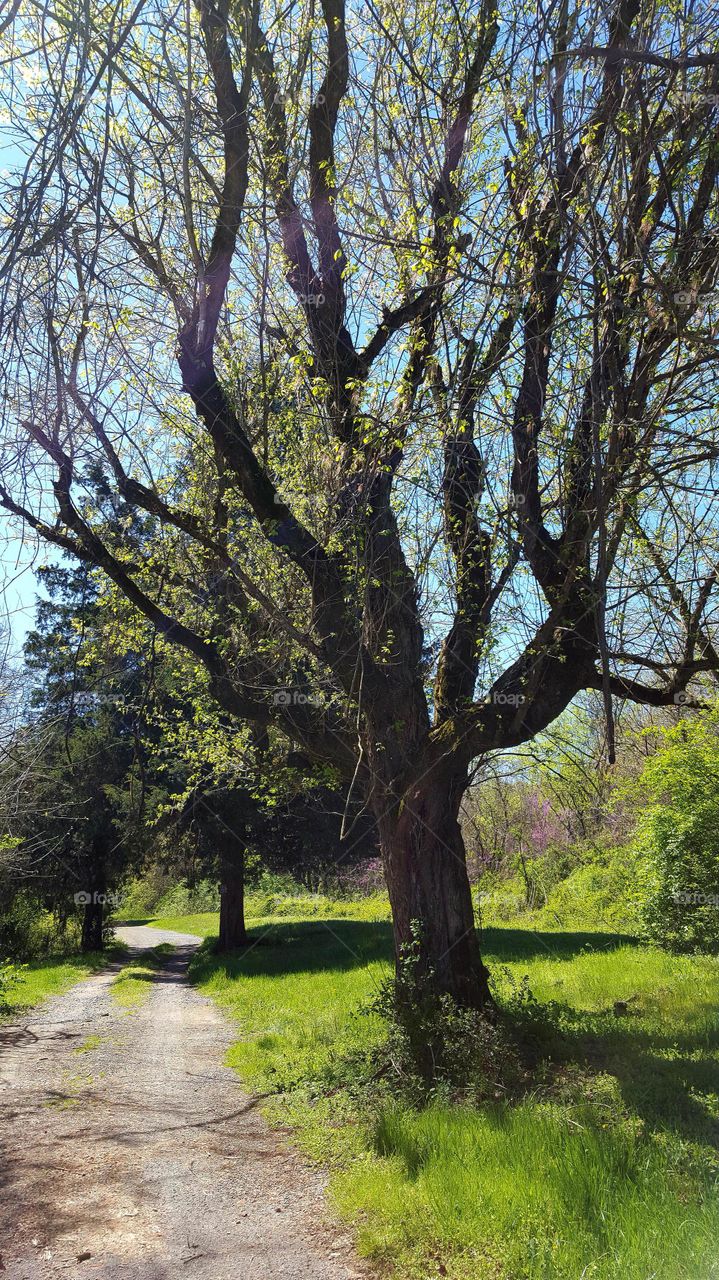 Back road tree