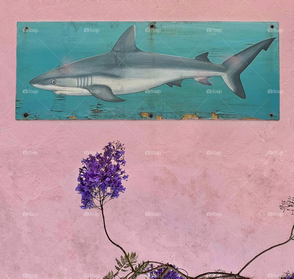 A wall in Ponta Delgada, Portugal