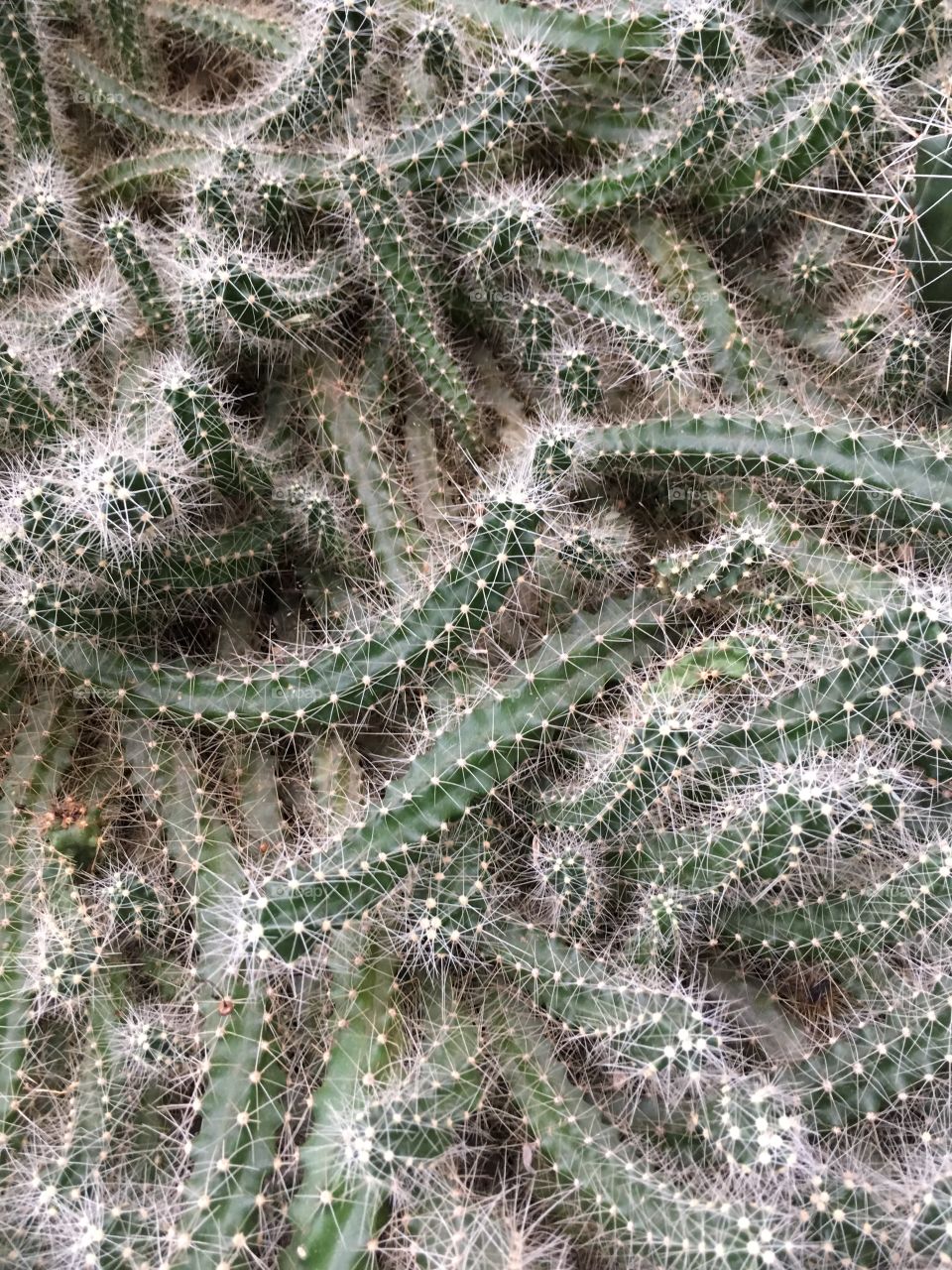 Cactus invasion