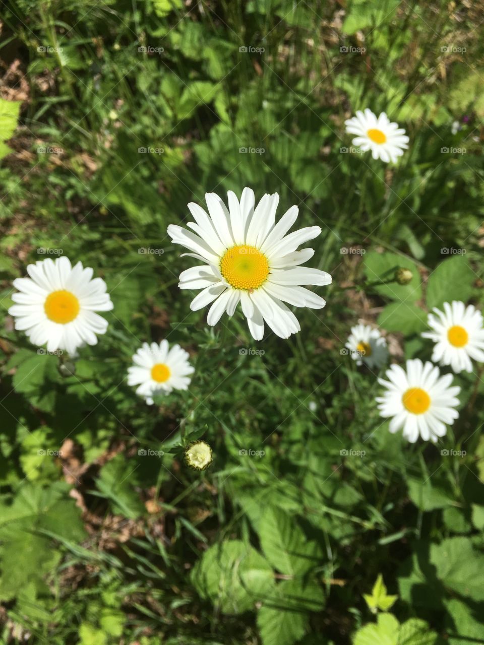 High angle view of a daisy flower growing on plant