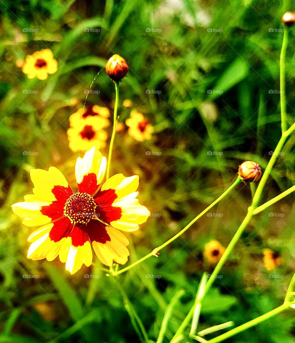 A sunkissed Coreopsis Basalis flower among greens.