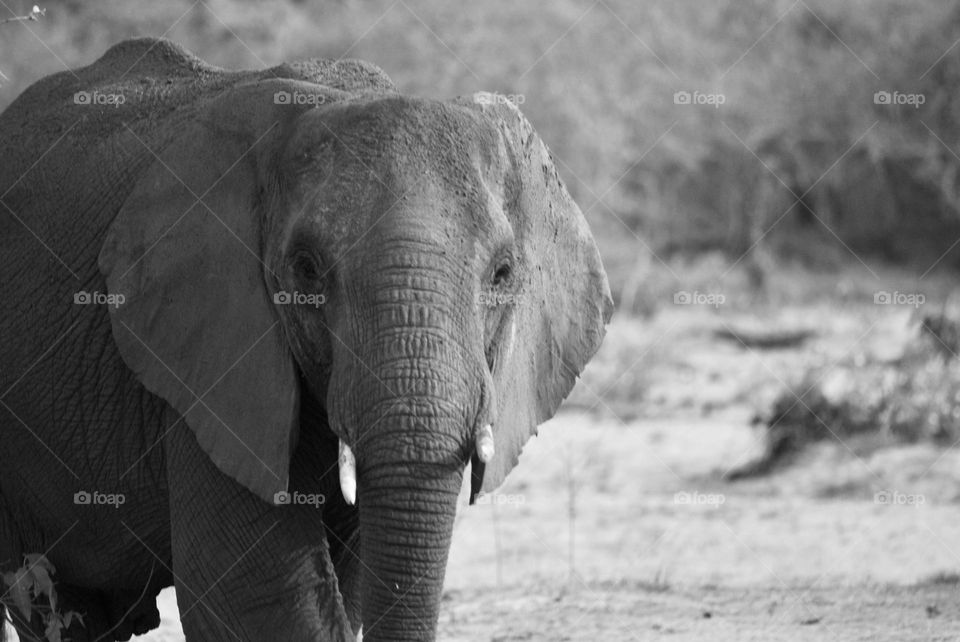 Black and white gentle giant 