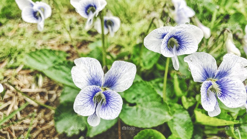 Close-up of flowers