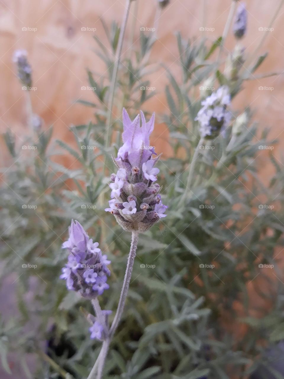 lavender flowers