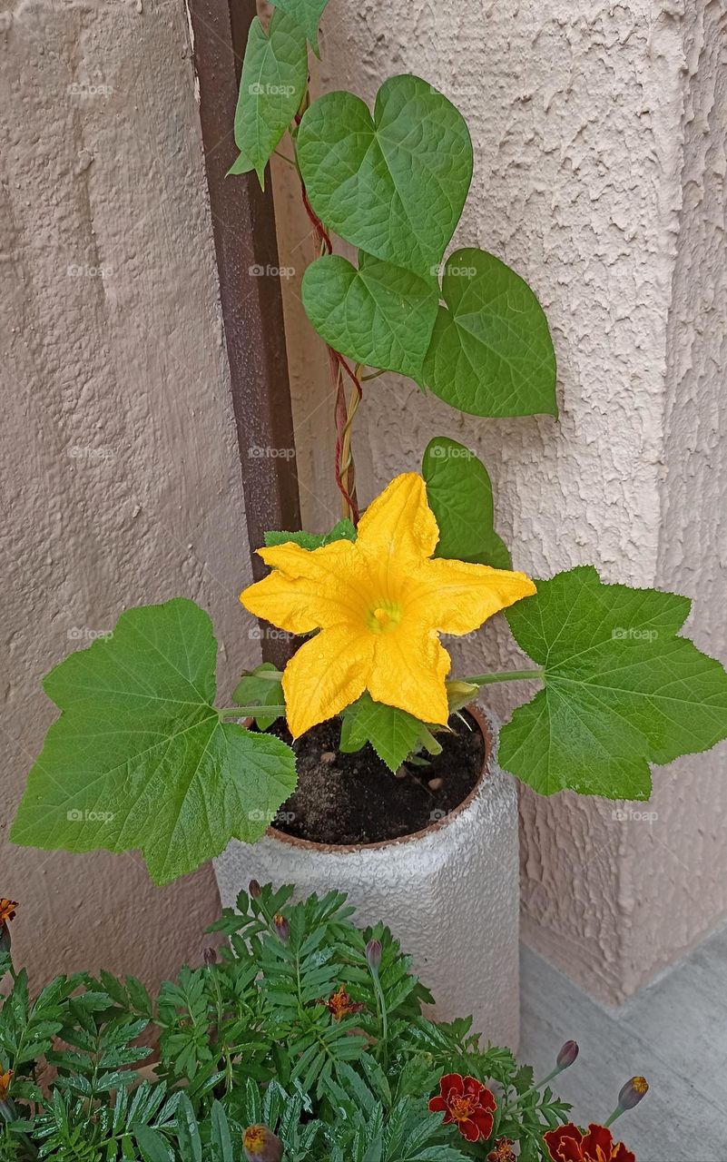 beautiful flowers in pot summer time