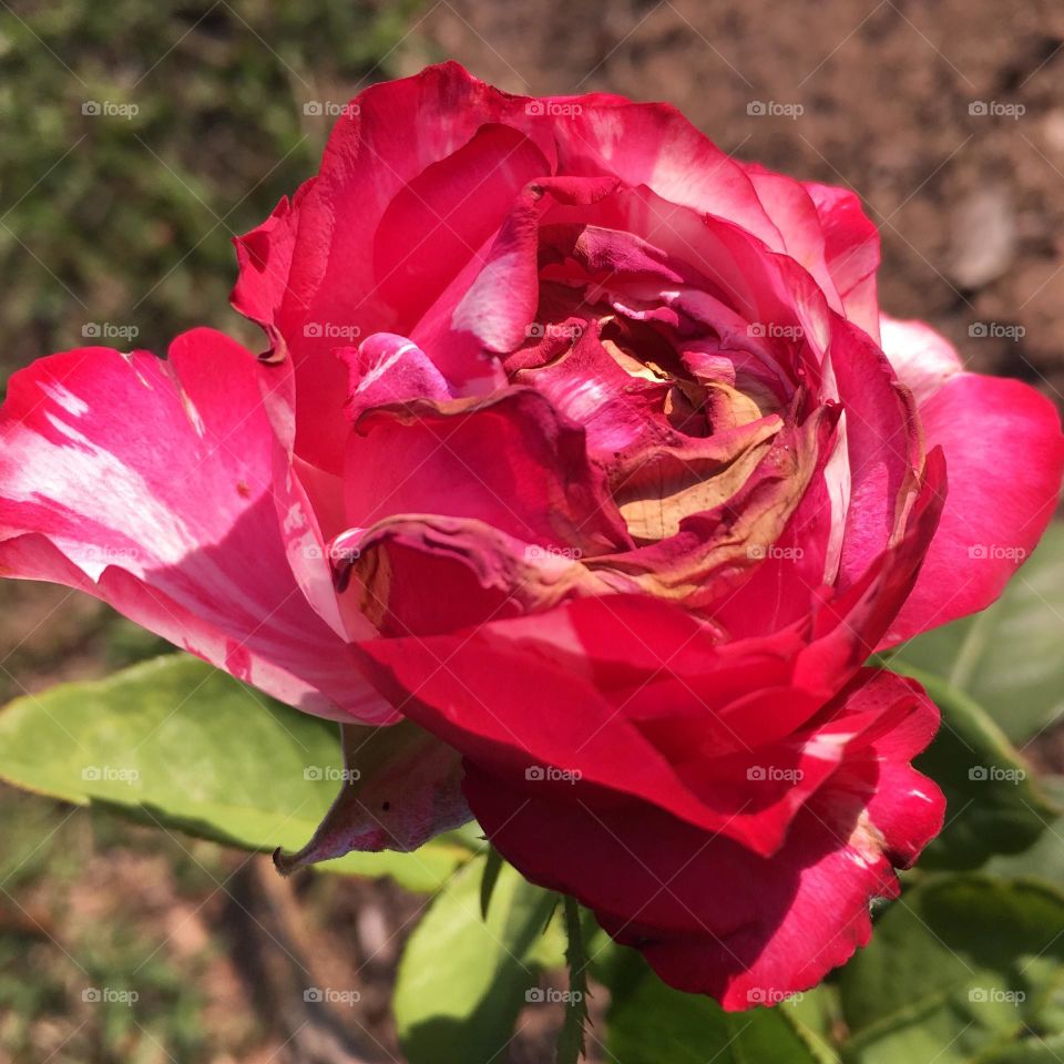 🌹 🇺🇸 Very beautiful flowers to brighten our day.  Live nature and its beauty. Did you like the delicate petals? / 🇧🇷 Flores muito bonitas para alegrar nosso dia. Viva a natureza e sua beleza. Gostaram das pétalas delicadas? 