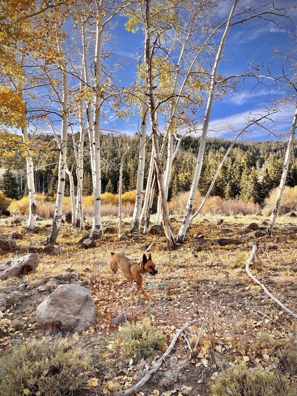 My dog enjoys running through the fall foliage in the perfect mountain temperatures 