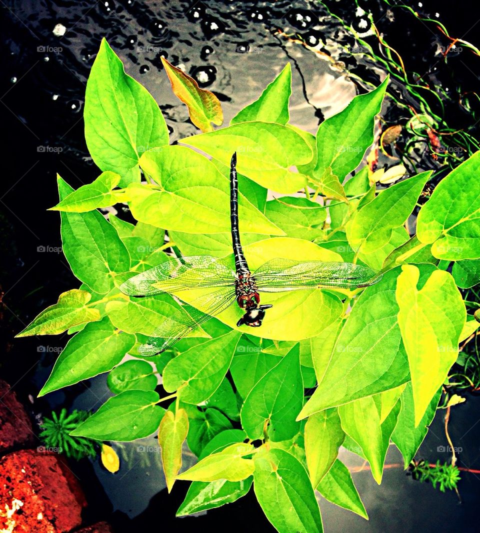 Perched Dragonfly