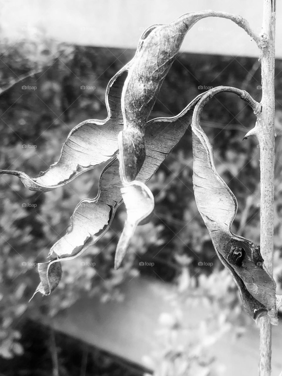 Beautiful black and white of a withered plant  that actually holds red seeds when it blooms. 