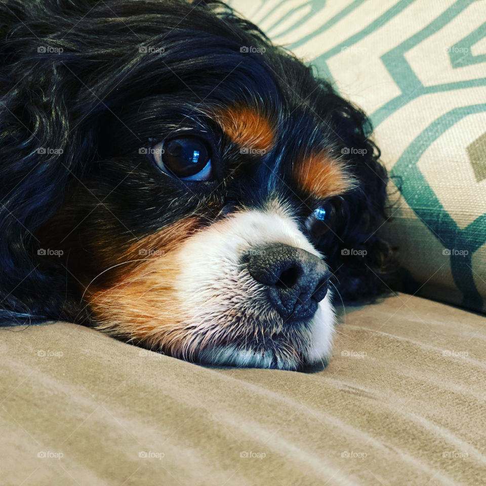 A pretty, tri-color Cavalier King Charles Spaniel dog.