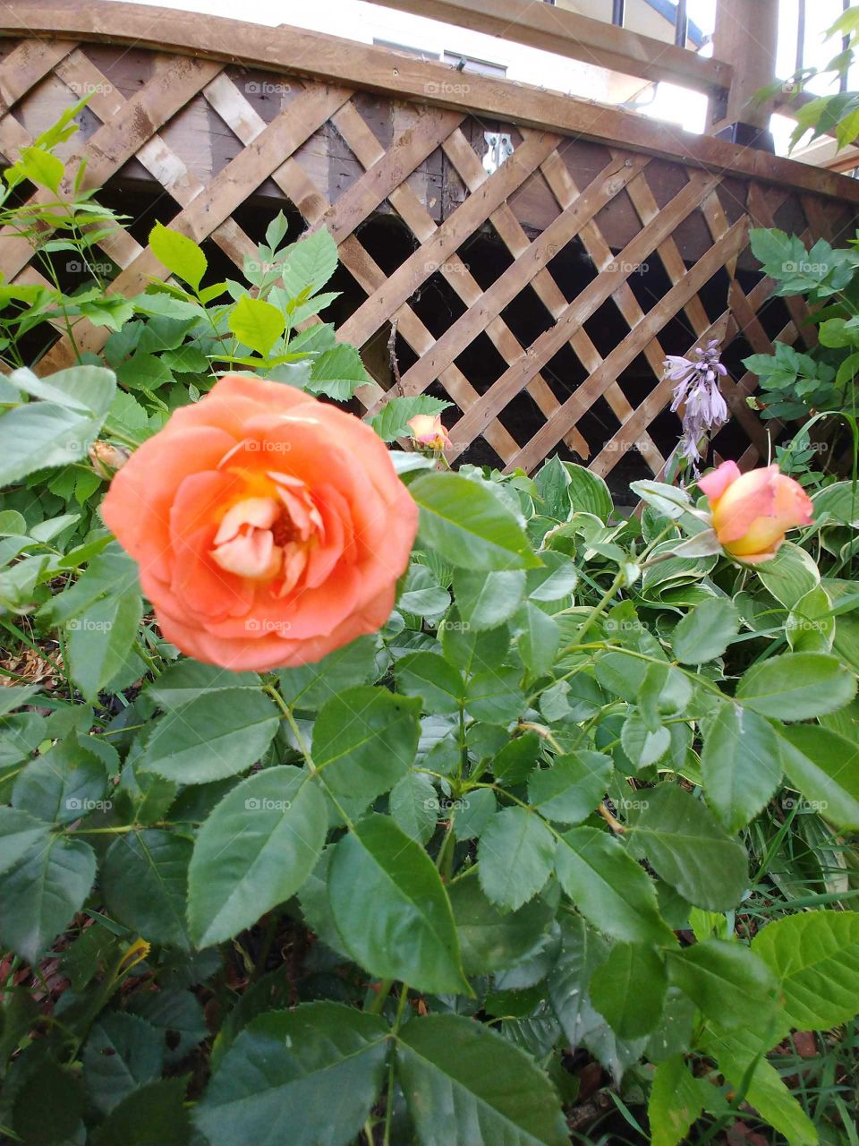 Peachey blooming roses in the summer