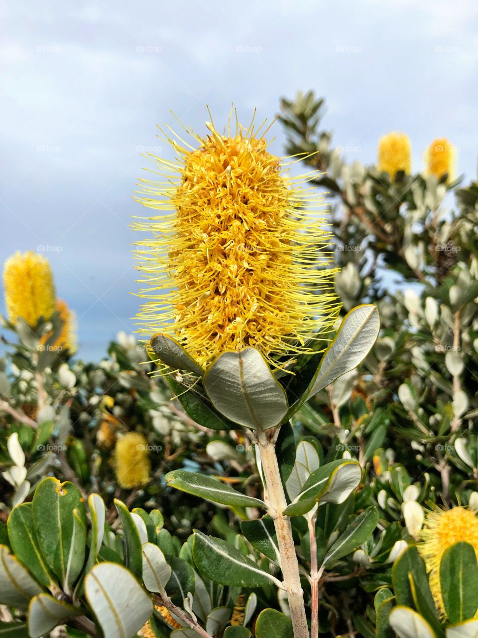 Native Australian banksia flower and plant yellow in color against a blue sky with grey and green leaves during the day