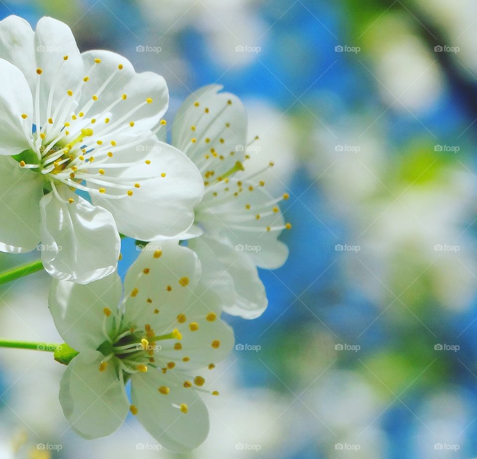 Beautiful flowers