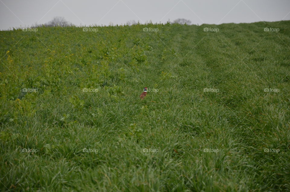 pheasant