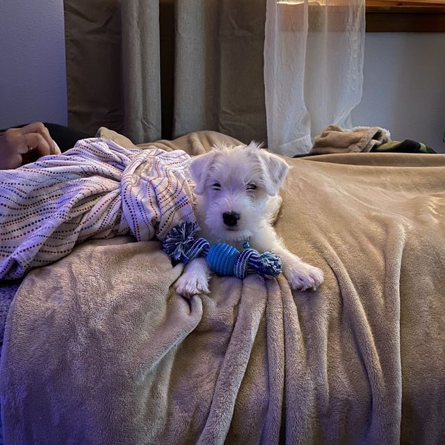 Puppy lays claim to a nice warm bed