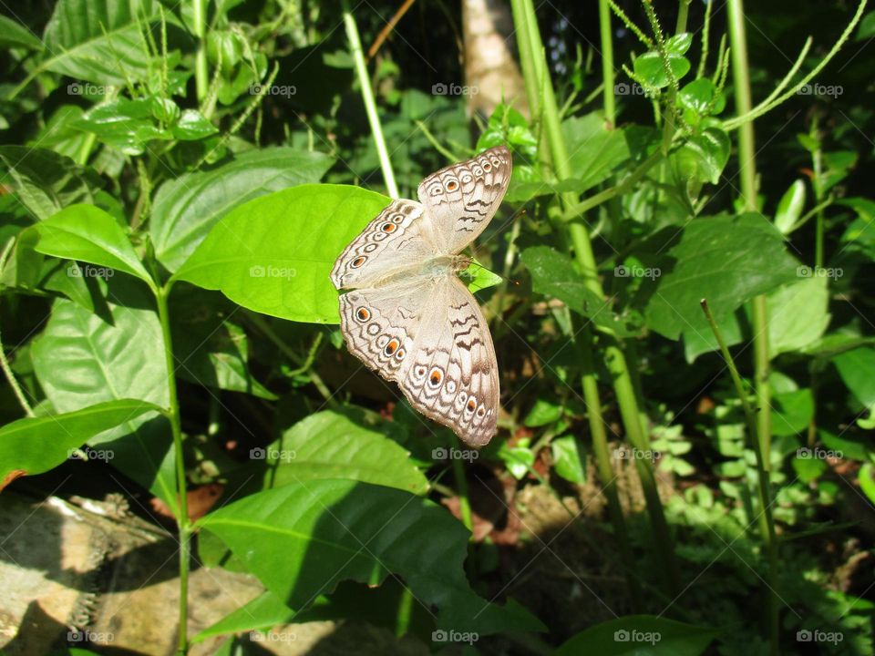 Junonia atlites butterfly perched on a leaf