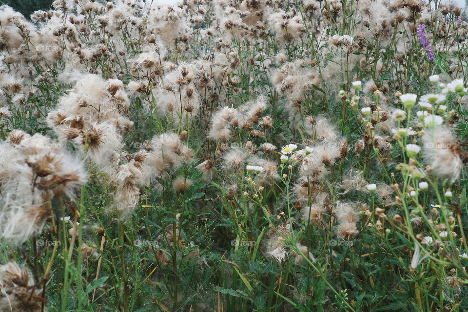 wildflowers