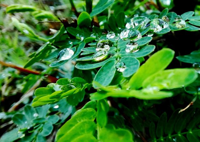greenery