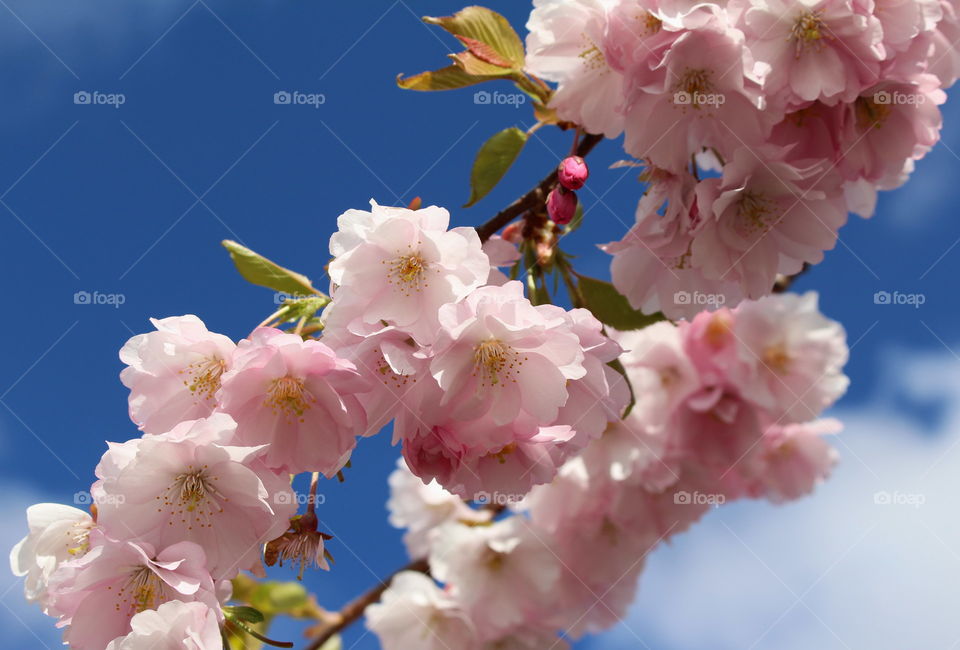 Cherry blossom, Sweden