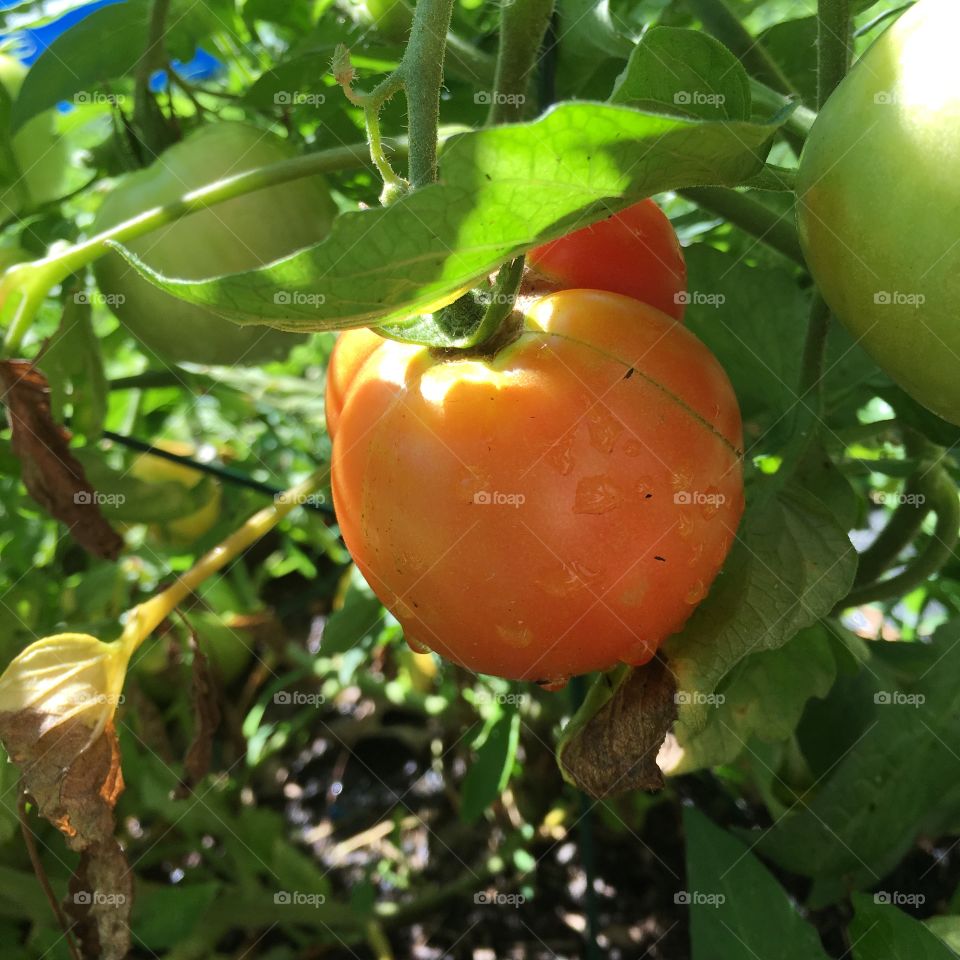 Delicious tomatoes from the garden