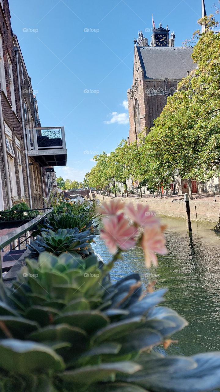 Flowers of Dordrecht