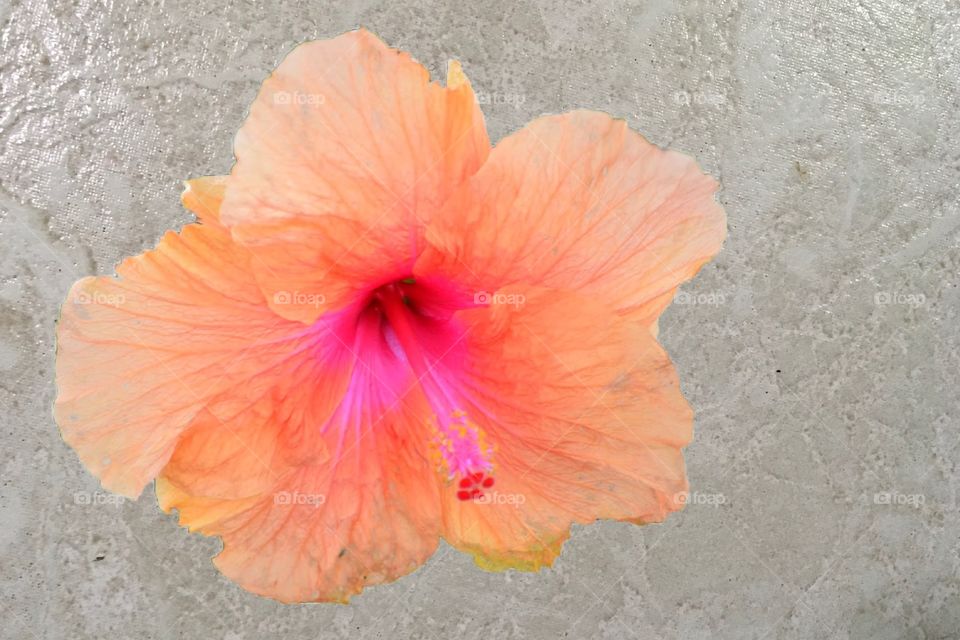 Orange Hibiscus flower on cement floor