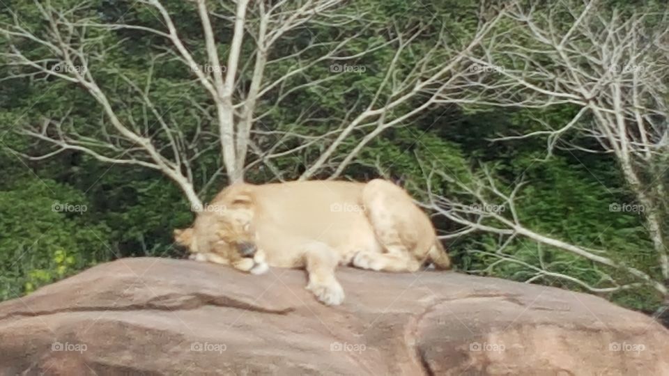 A lioness sleeps soundly at Animal Kingdom at the Walt Disney World Resort in Orlando, Florida.