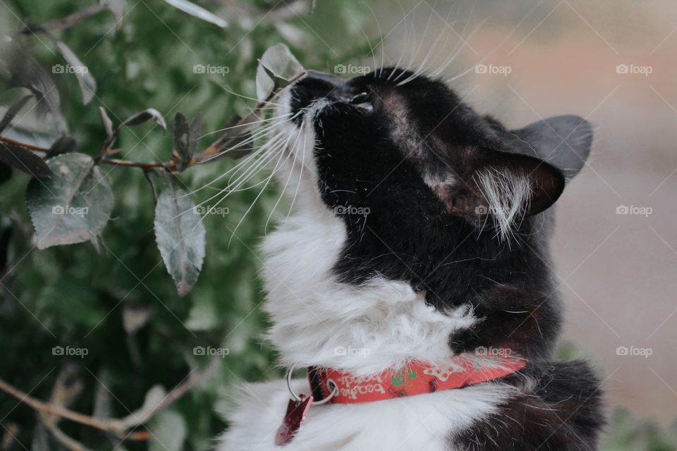close up cat sniffing leaves black white 