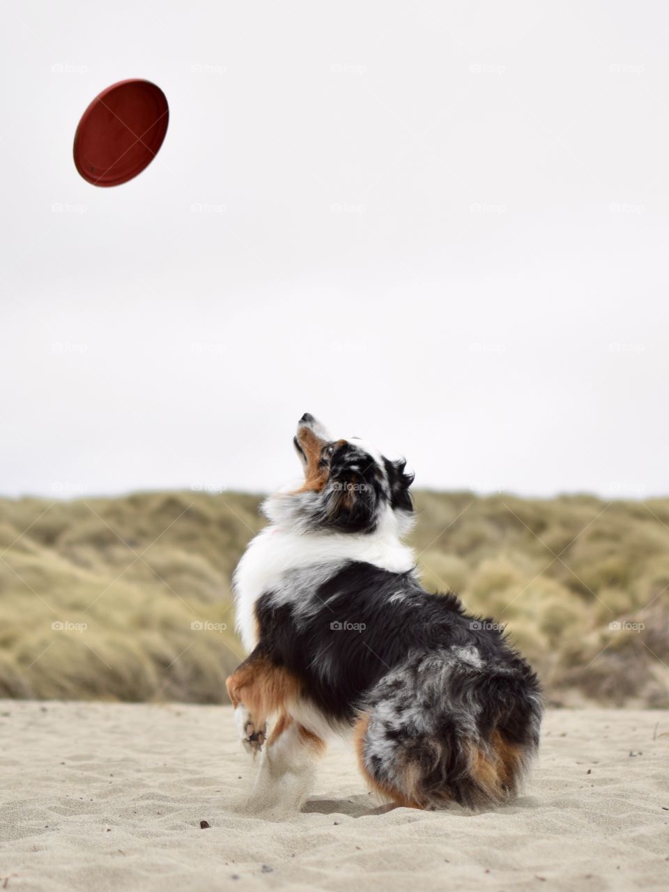 Dog and Frisbee