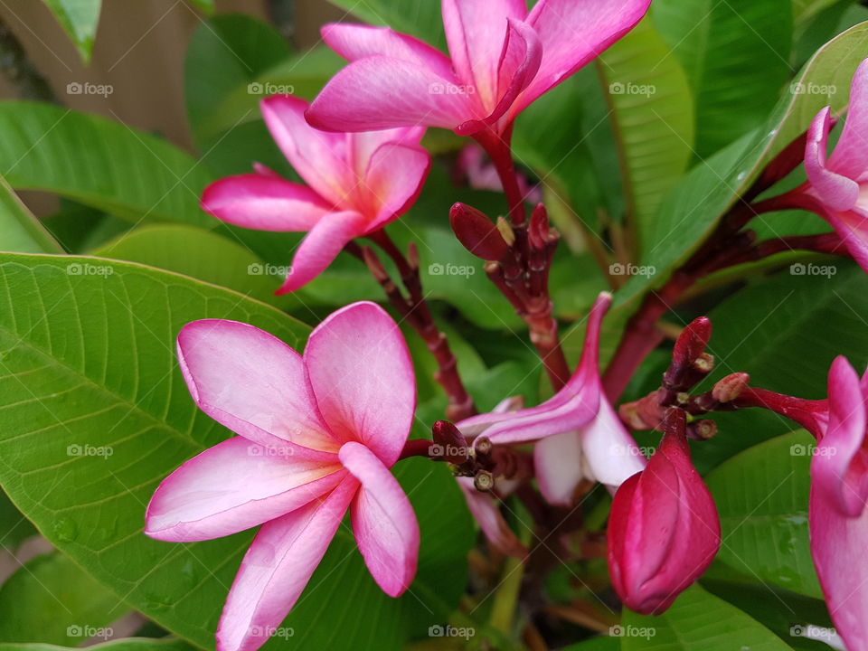 pink frangipanis
