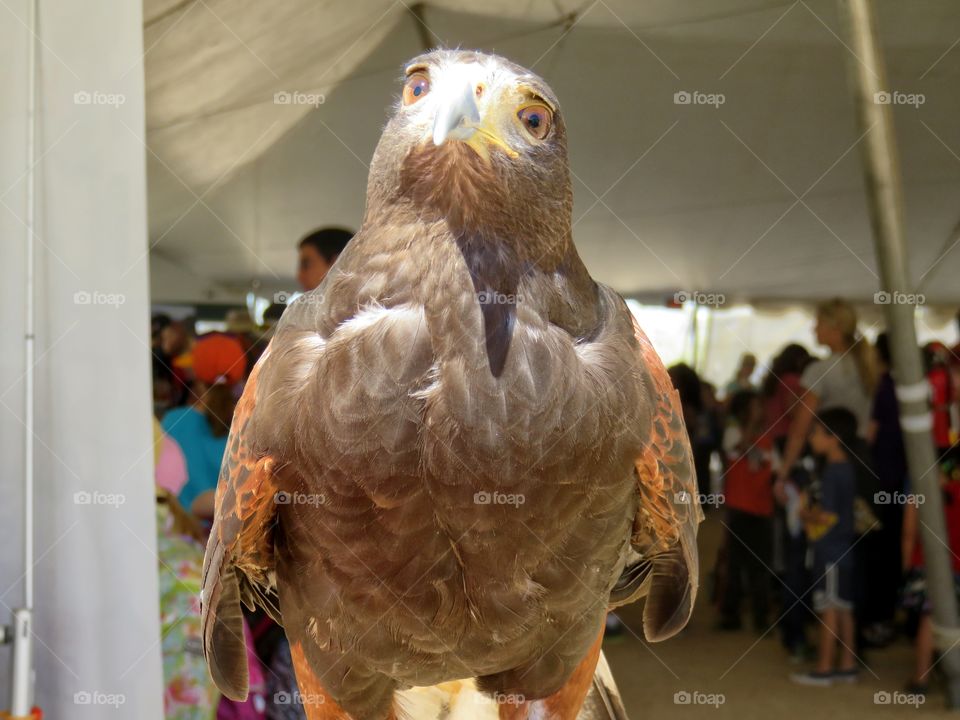 hawk look