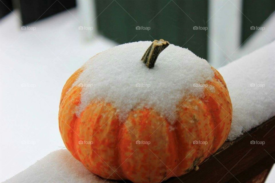 Winter Pumpkin
