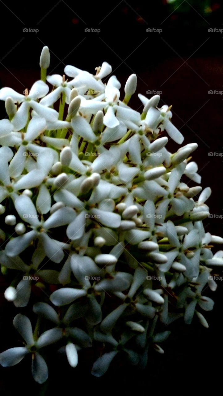 naturelove, white flowers, white love, flowers lover,drak background