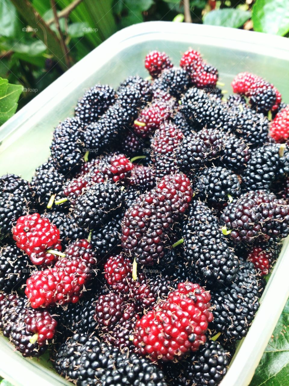 mulberry