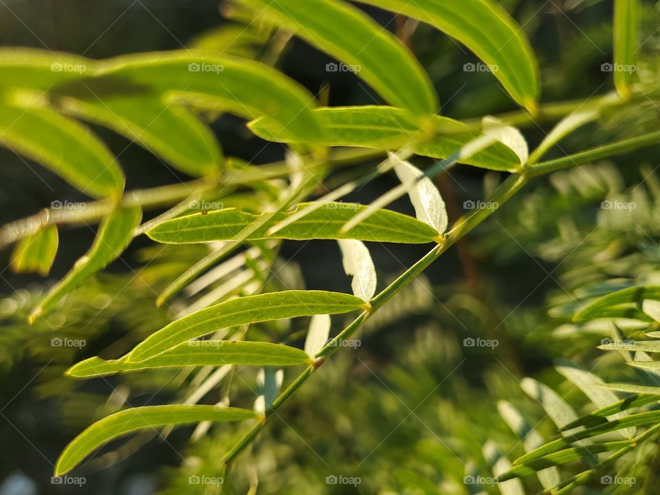 Close up shot of mesquite tree leaves