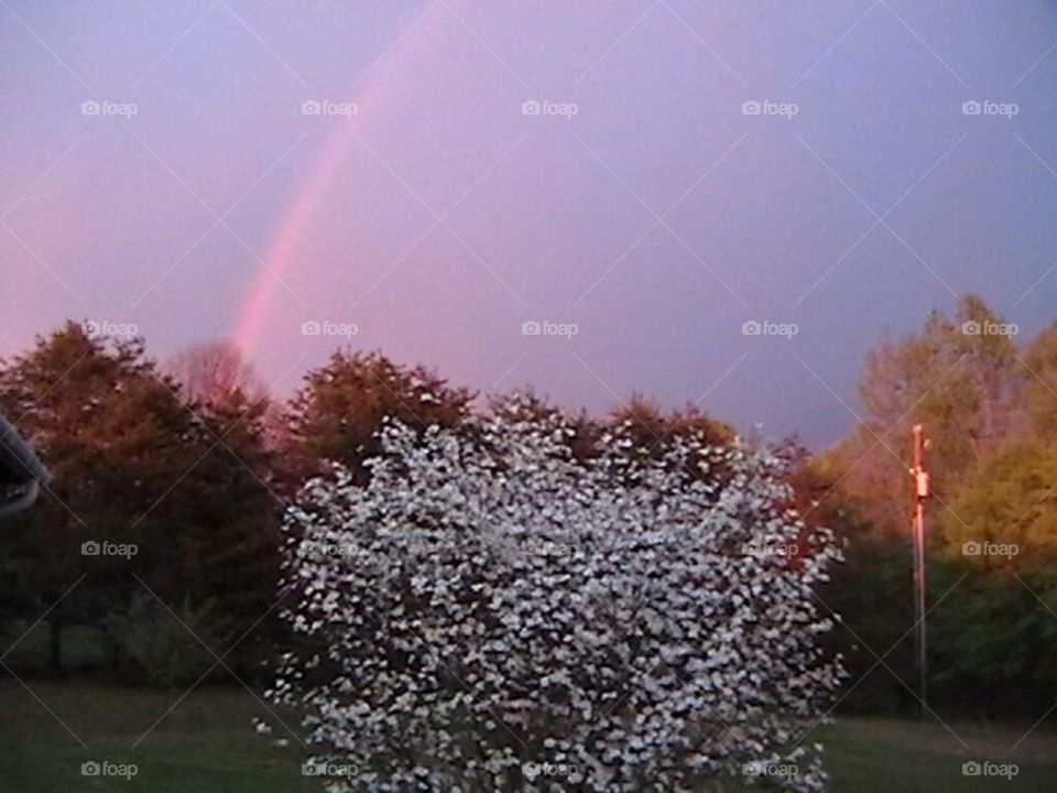 rainbow over dogwood