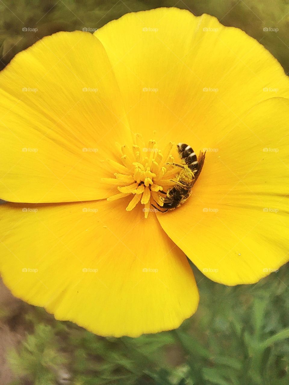 Macro photo of a bee sitting on a flower growing in the garden