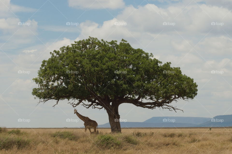 Giraffe standing under an acacia tree in African savanna