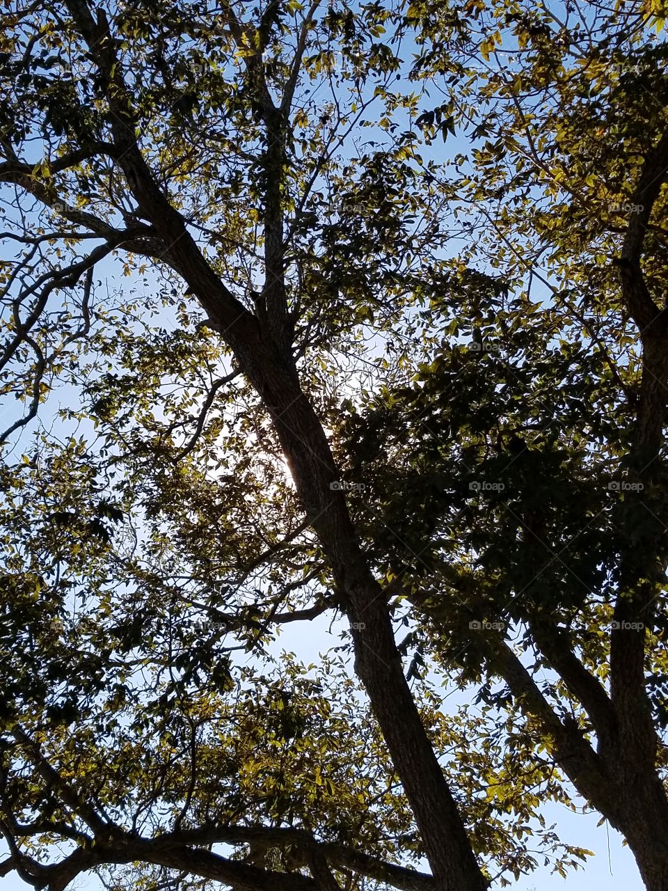 Sun behind Pecan Tree
