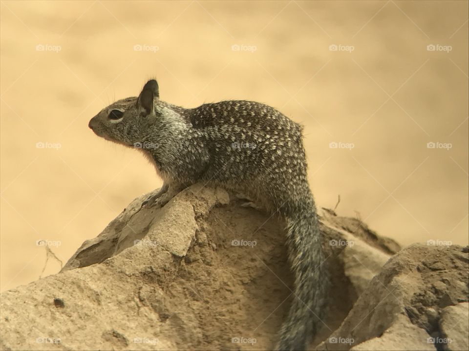 Beach squirrel 